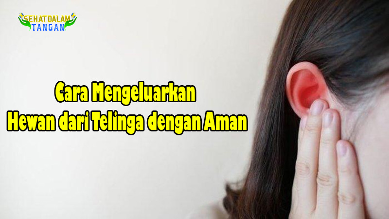 Cara Mengeluarkan Hewan dari Telinga dengan Aman