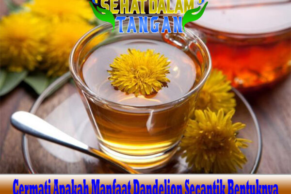 Cermati Apakah Manfaat Dandelion Secantik Bentuknya