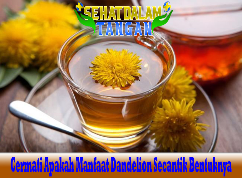 Cermati Apakah Manfaat Dandelion Secantik Bentuknya