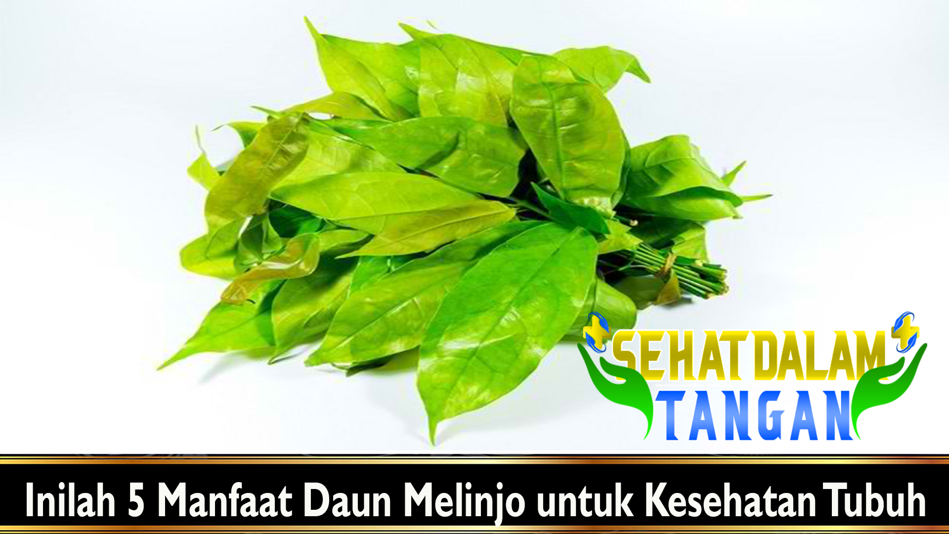 Inilah 5 Manfaat Daun Melinjo untuk Kesehatan Tubuh