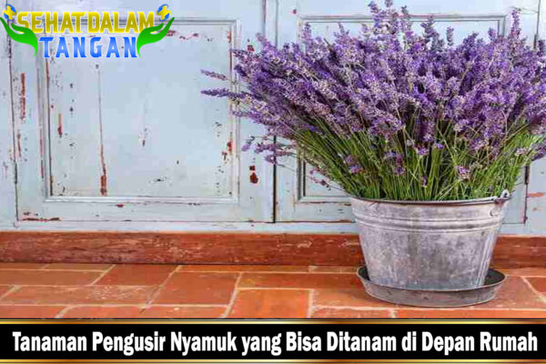 Tanaman Pengusir Nyamuk yang Bisa Ditanam di Depan Rumah