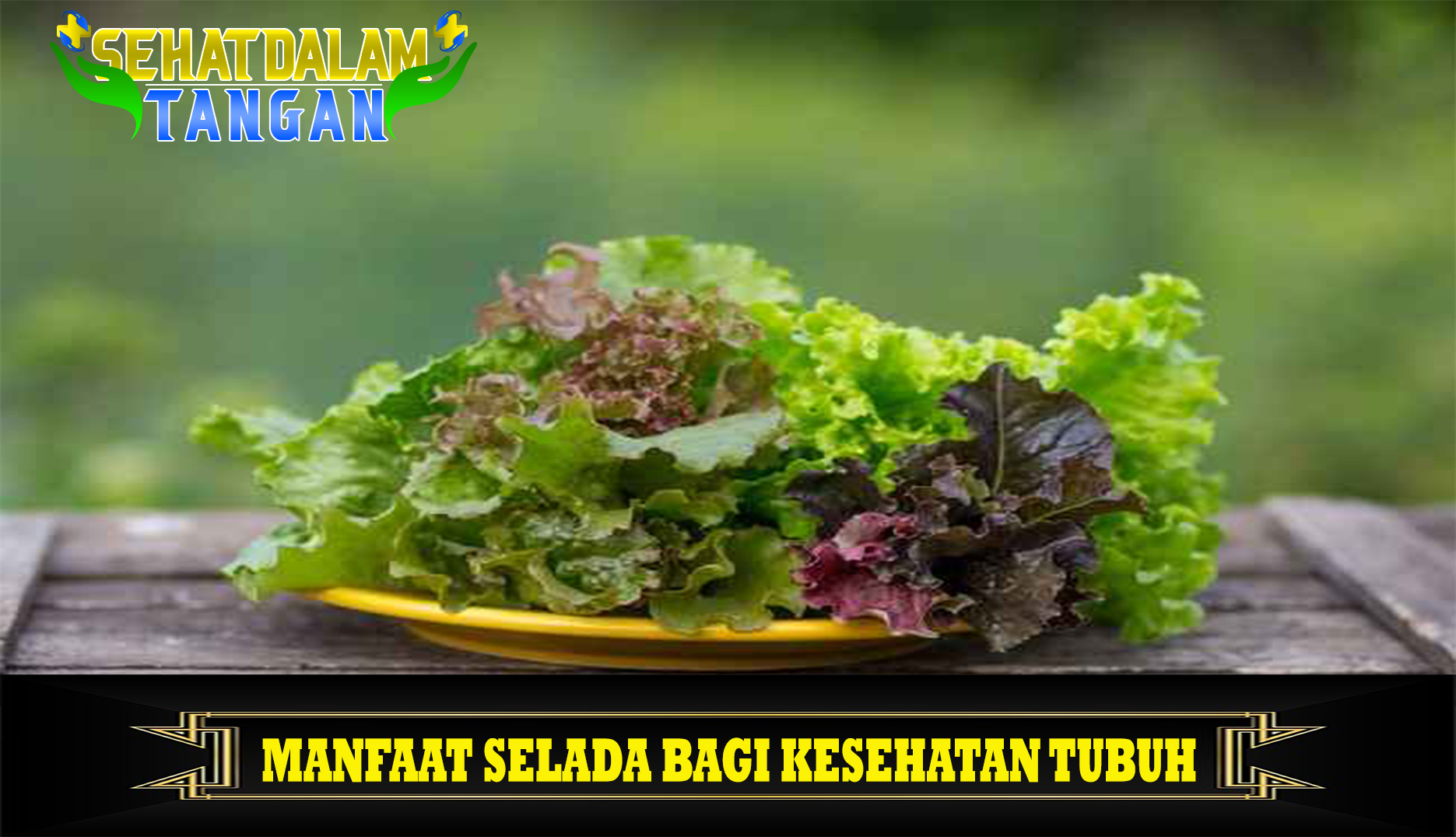 Manfaat Selada bagi Kesehatan Tubuh
