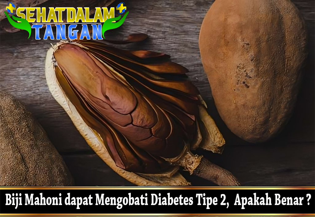 Biji Mahoni dapat Mengobati Diabetes Tipe 2, Apakah Benar ?