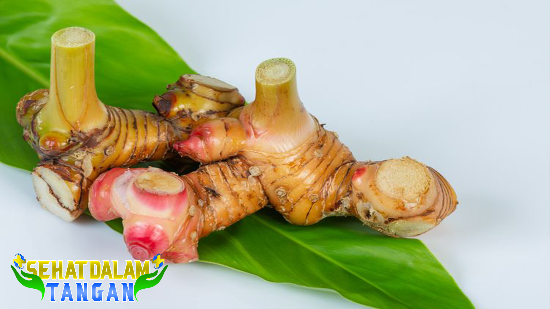 Manfaat Kencur bagi Kesehatan Tubuh