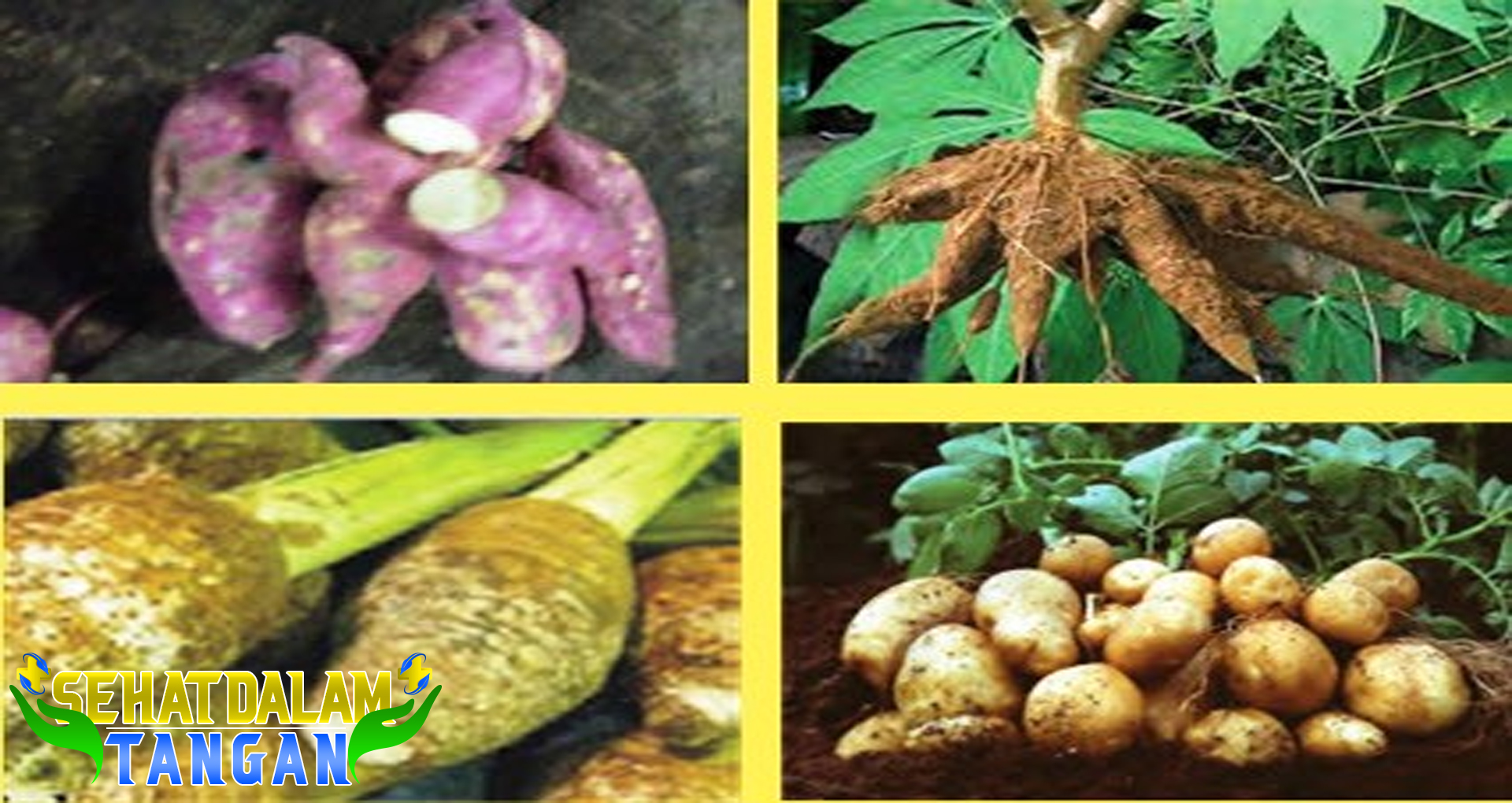 Jenis Umbi-Umbian Beserta Nutrisi dan Manfaatnya bagi Tubuh