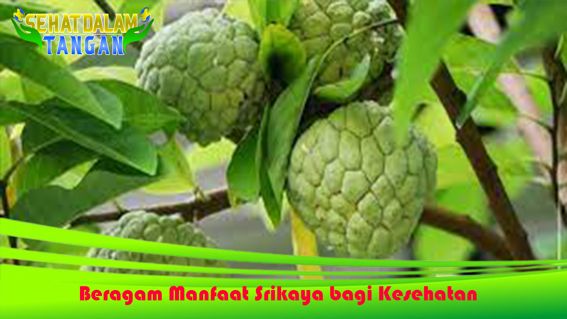 Beragam Manfaat Srikaya bagi Kesehatan