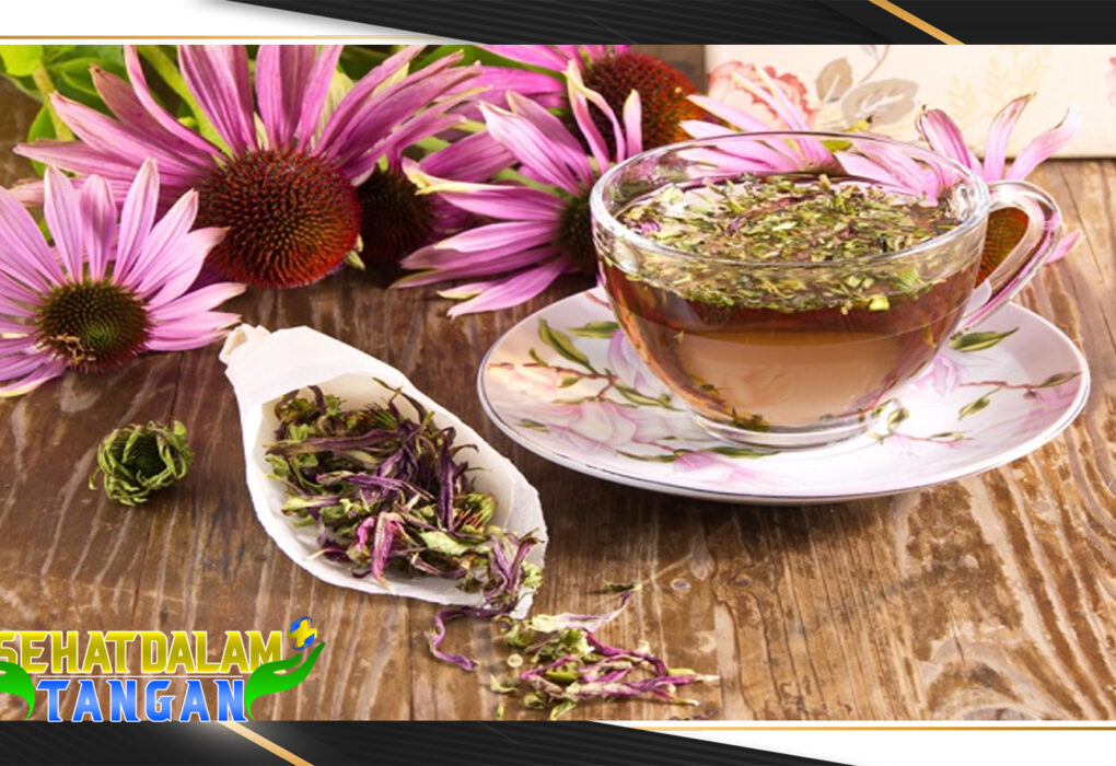 5 Manfaat Echinacea bagi Kesehatan Tubuh