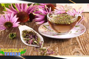 5 Manfaat Echinacea bagi Kesehatan Tubuh